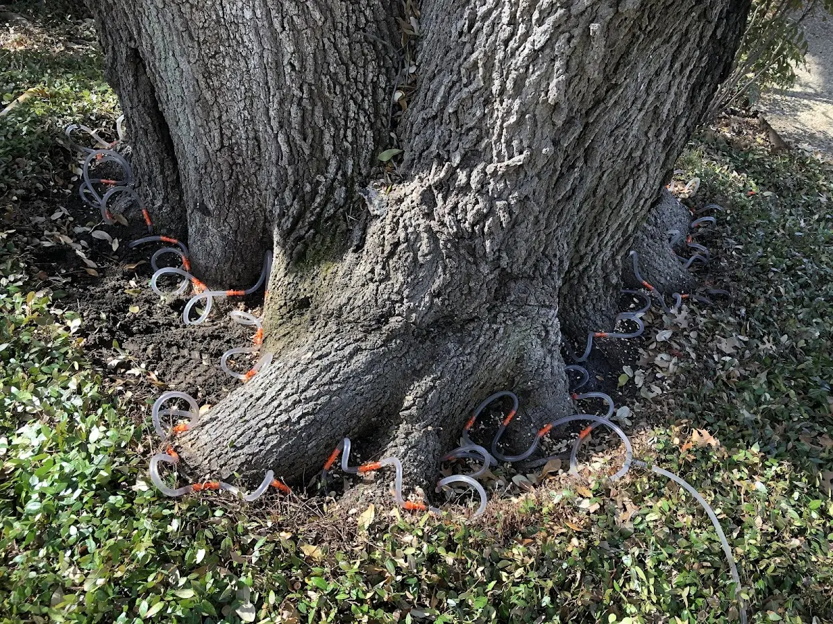 Detailed Tree Cabling and Bracing job site in Nolensville