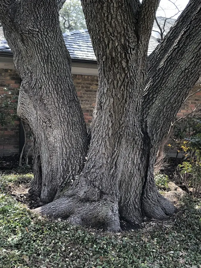Mature heritage tree close to a Nolensville property cared for by certified arborists
